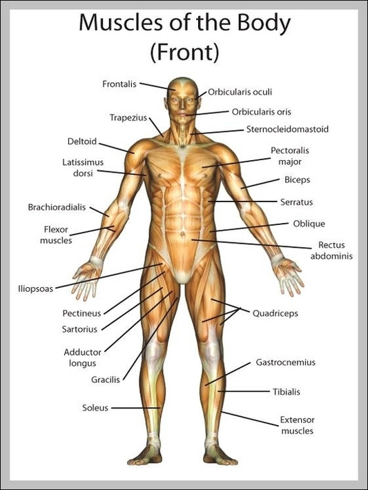 First the head, then the neck, the shoulders and arms, and only then the lower parts of the body. Muscle Diagram Anatomy System Human Body Anatomy Diagram And Chart Images