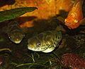 Dichotomyctere fluviatilis est une espèce qui se rencontre en asie et en indonésie. Ceylon Puffer Dichotomyctere Fluviatilis The Free Freshwater And Saltwater Aquarium Encyclopedia Anyone Can Edit The Aquarium Wiki