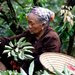 People harvesting lychee in Vietnam, which is the only Communist member of the prospective Trans-Pacific Partnership.