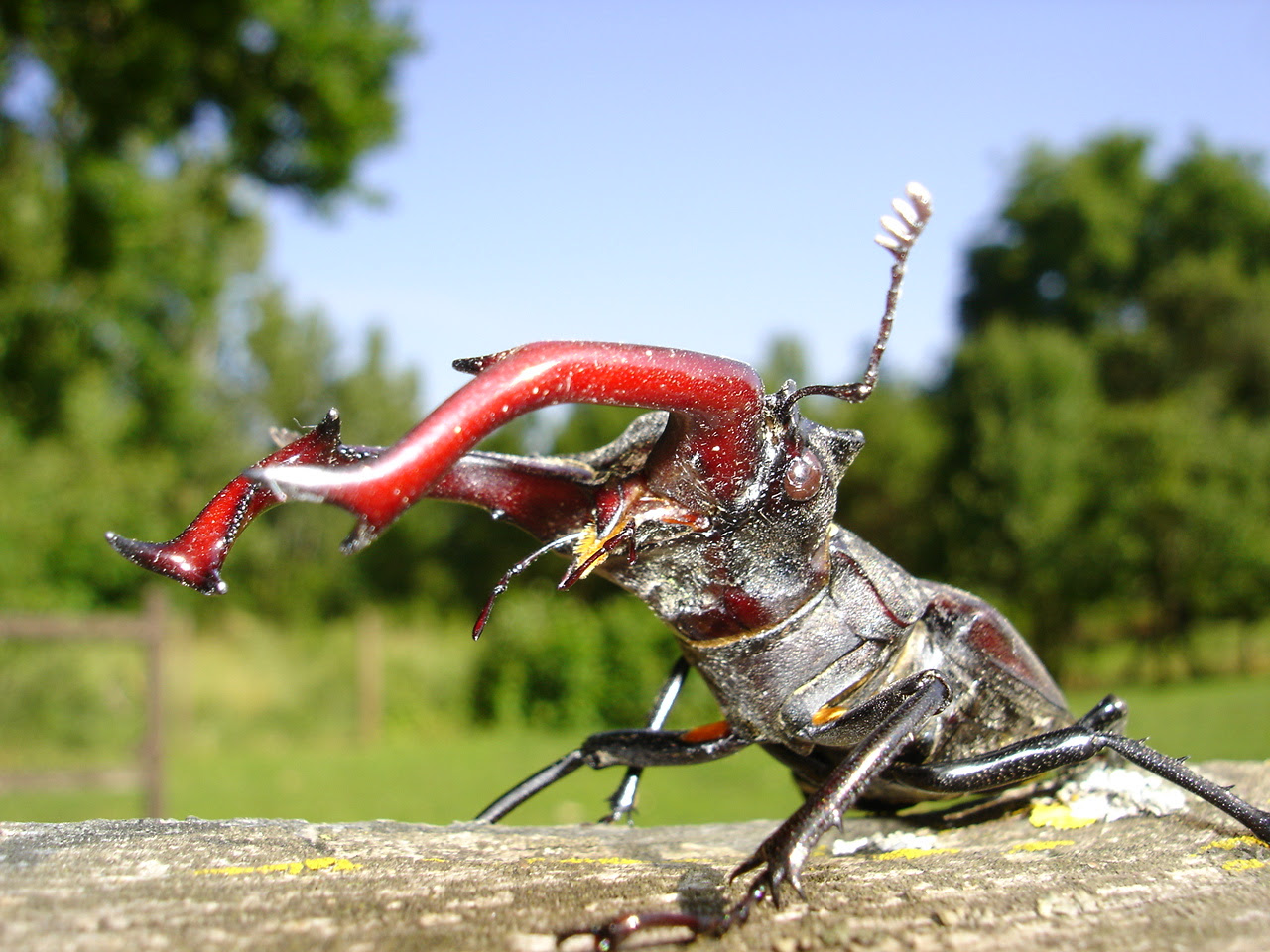 We did not find results for: 15 Creepy Bugs Found In Ohio