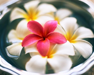 Each of our images was carefully chosen for quality and is free to download. Foto Fiori Hd Fotohd