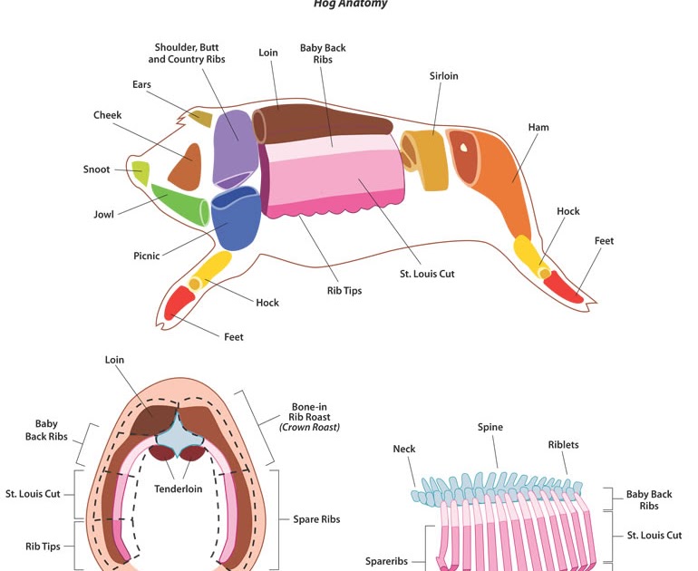 Proper Anatomical Name For Muscles Around Rib Cage : We are pleased to provide you with the ...