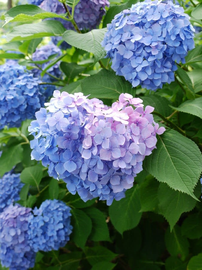 最も人気のある 待ち受け ハート 紫陽花 画像