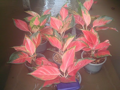 トップ100赤い 葉っぱ 観葉 植物 赤い 葉 すべての美しい花の画像