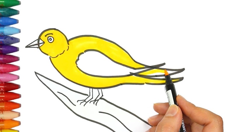 22+ Cara Menggambar Burung