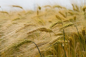 ripening wheat