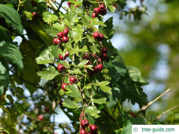 Hawthorn university will voluntarily withdraw from deac accreditation effective december 31, 2021. Common Hawthorn Crataegus Monogyna