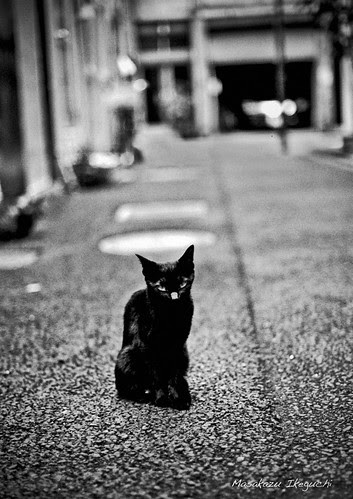 野良猫写真blog 路上のルール 黒猫のタンゴ