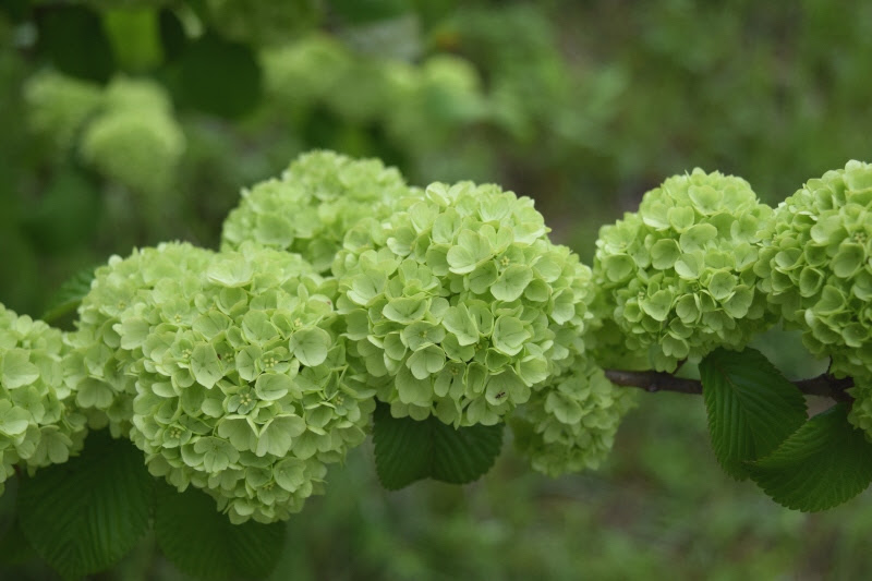 50 緑色 花 最高の花の画像