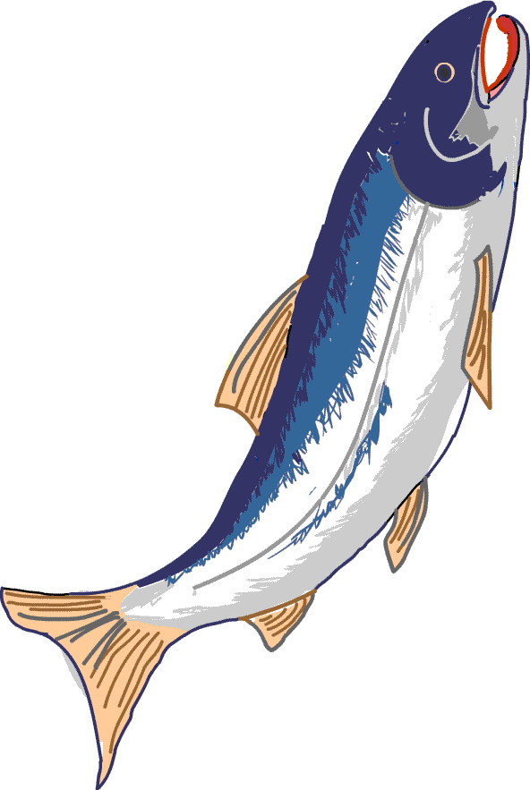 ここからダウンロード シャケ イラスト
