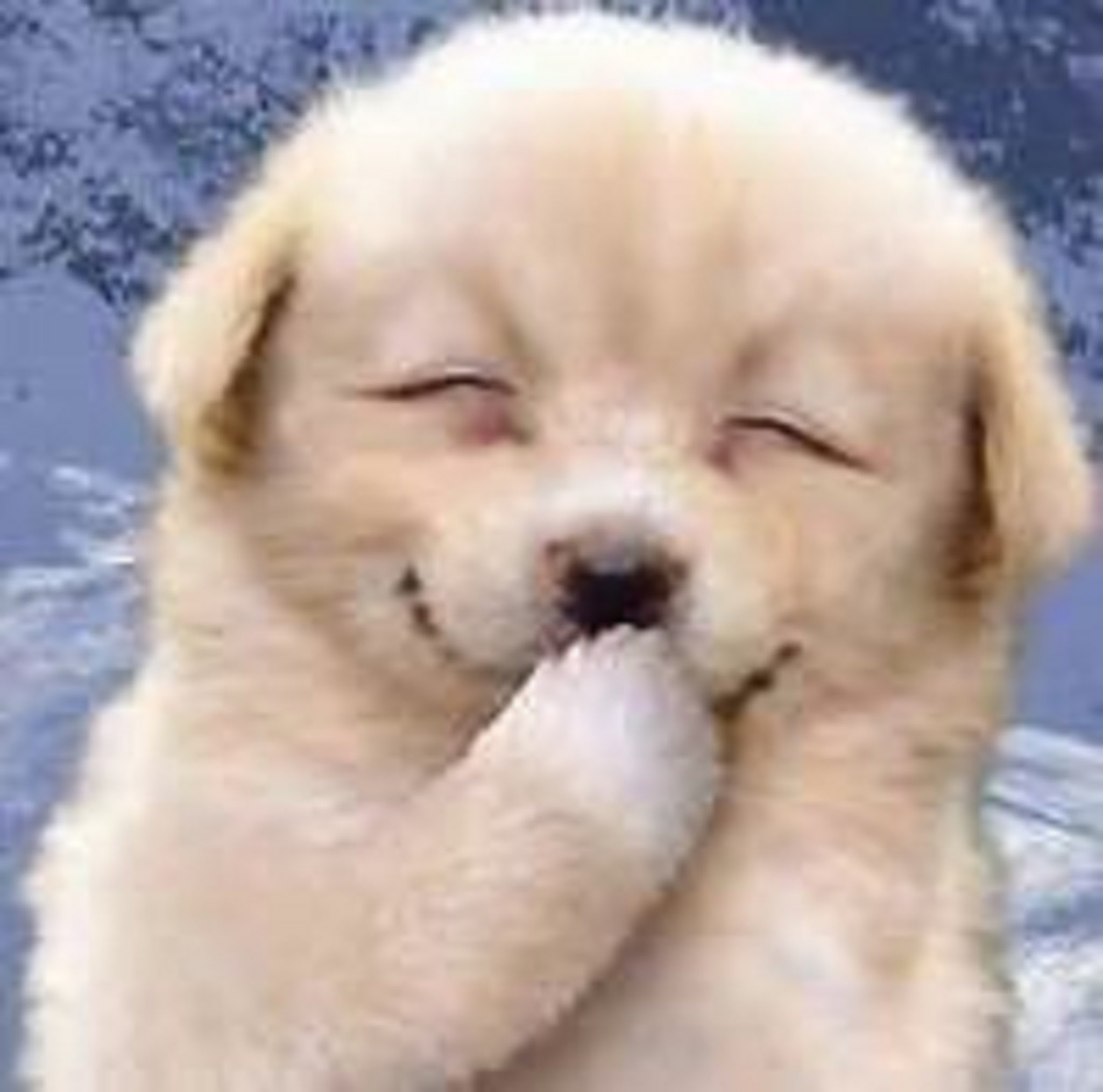 動物画像無料 新着面白い画像 動物 犬