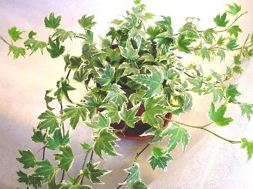 美しい花の画像 ベスト50 ヘデラ 花 言葉