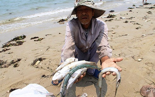 ô nhiễm biển miền Trung, cá chết miền Trung, Hoàng Dương Tùng. GS Mai Trọng Nhuận, thép và cá, cá và thép