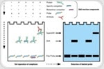 What is an Electrophoretic Mobility Shift Assay?