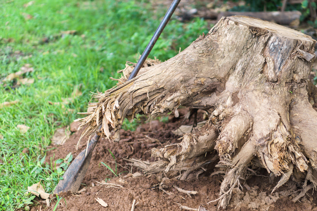 It's starting to rot, and i'm afraid it will get lots of insects. How To Remove A Tree Stump By Hand