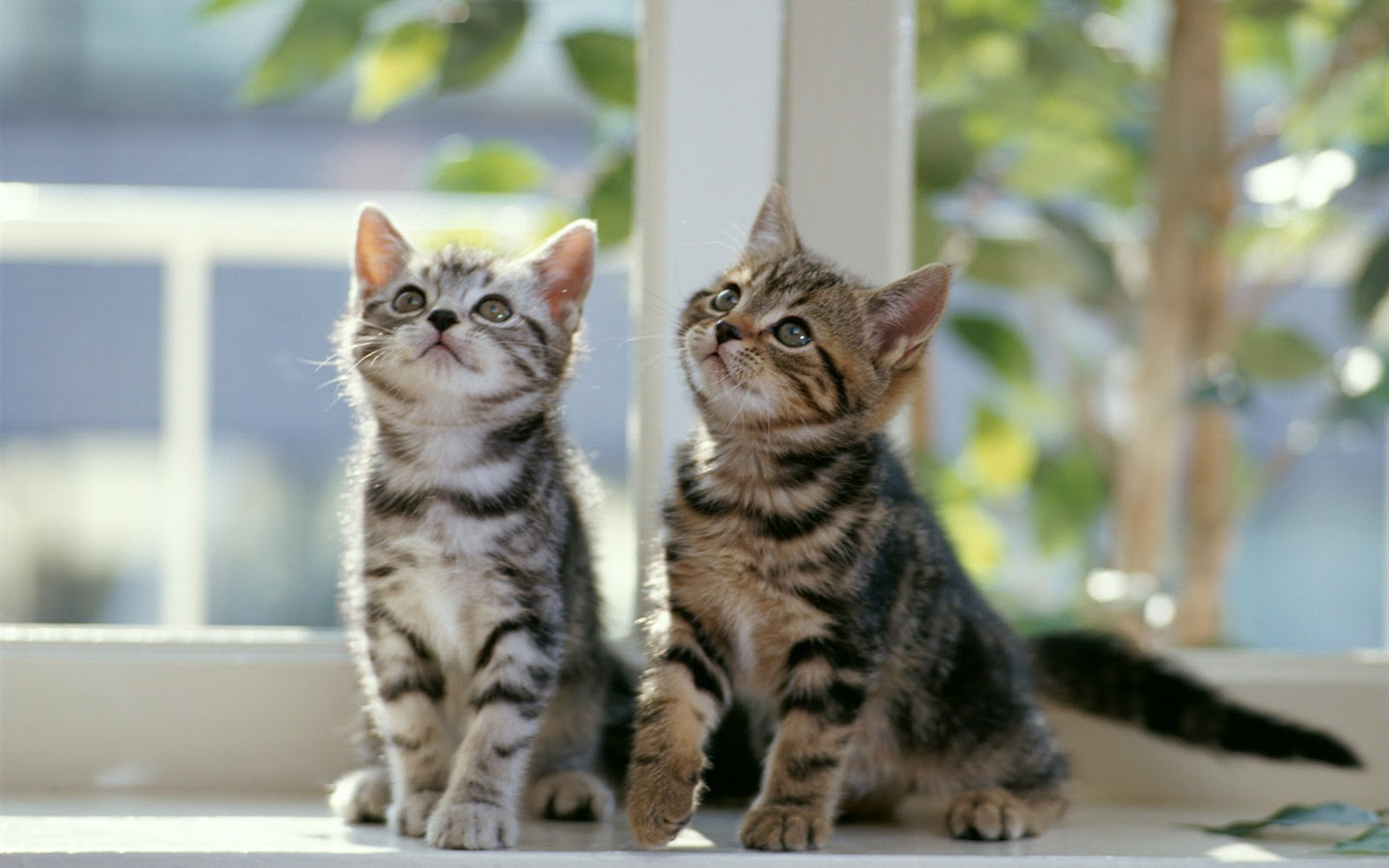 ベスト Pc 壁紙 猫 Jpbestwallpaper