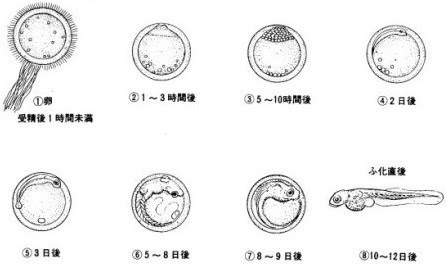 めだか 成長