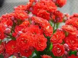 新鮮な12 月 1 日 誕生 花 すべての美しい花の画像