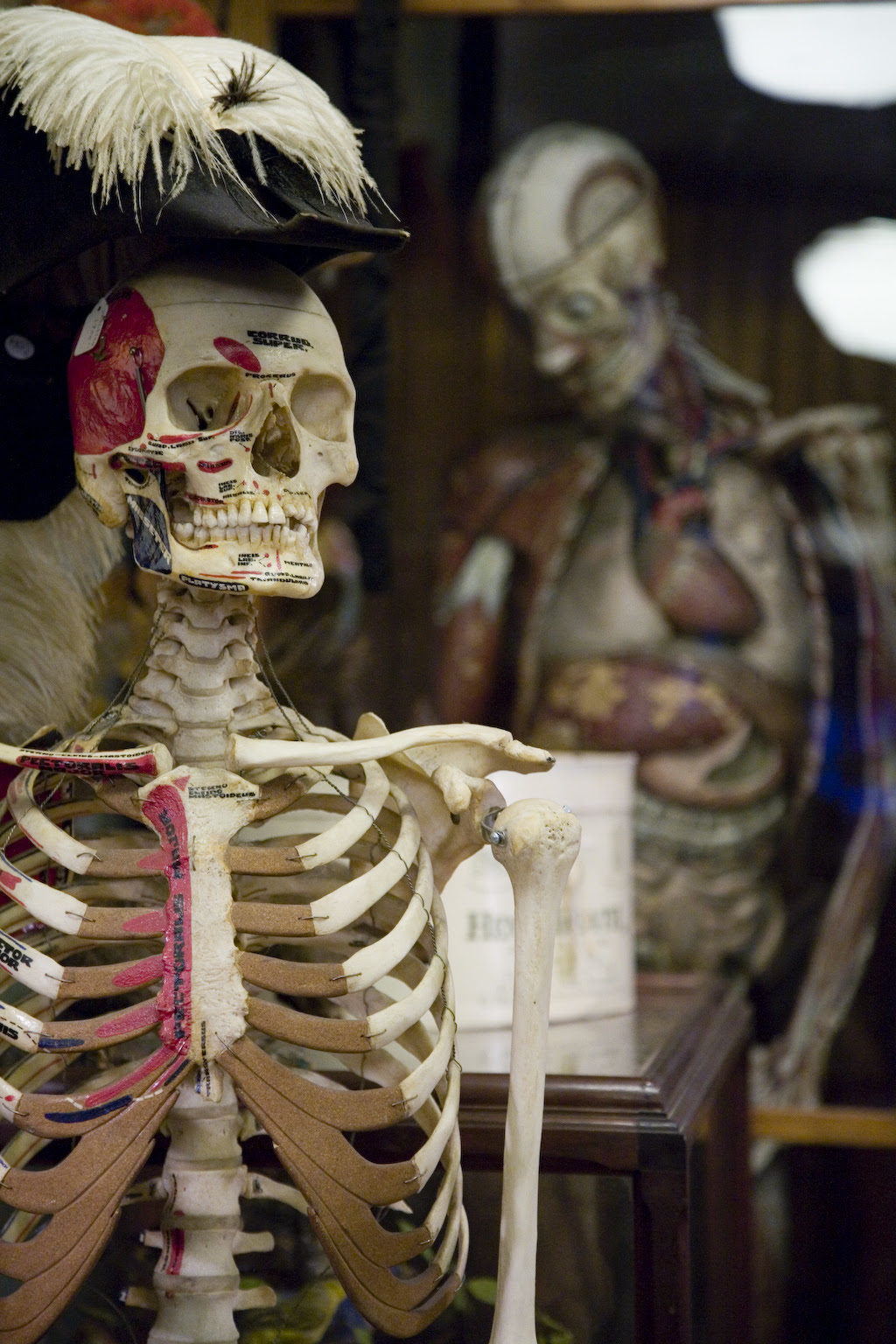 Morbid Anatomy: "Oddities," Obscura Antiques and Oddities ...