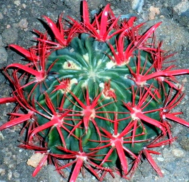 The central spines of this modestly sized barrel cactus are flattened and wide, giving the plant a gnarly look. Devil S Tongue Barrel 10 Seeds Rareplant