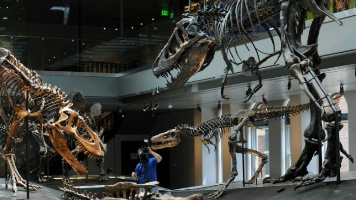 Des T. rex bébé, jeune et adulte