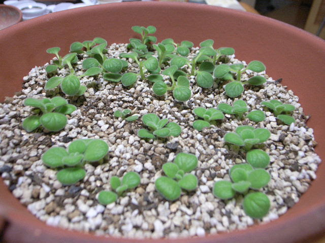 すべての美しい花の画像 50 アロマ ティカ ス 植え 替え