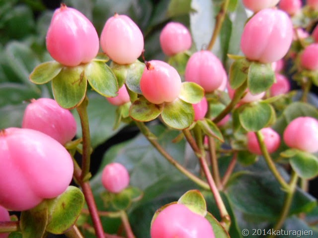 綺麗なヒペリカム 実 最高の花の画像