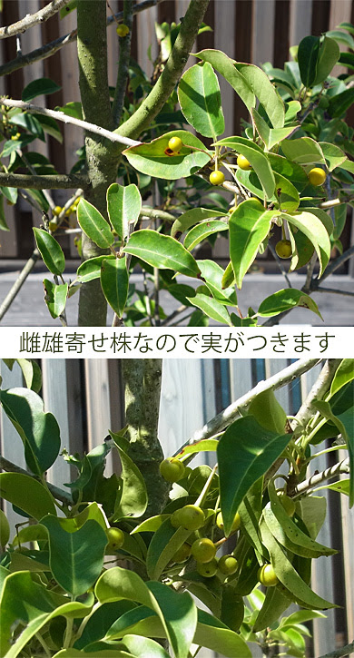 すべての花の画像 上ソヨゴ 実がならない