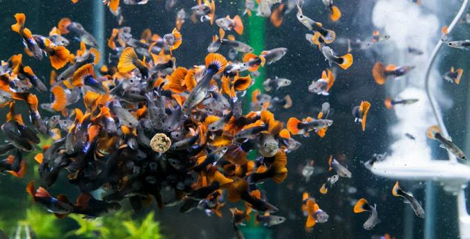 Adalah keadaan dan pengaruh sosial ketika seseorang mengubah sikap dan tingkah laku. Benarkah Ikan Guppy Dapat Digunakan Sebagai Bioindikator Unair News