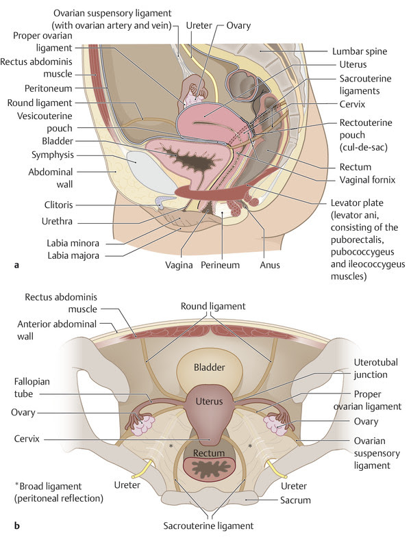 Carry eggs from the ovaries to the uterus. Female Pelvis Radiology Key