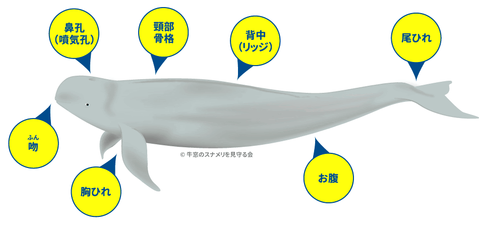 最新 スナメリ かわいい スナメリ かわいい イラスト Dwaynereecejp