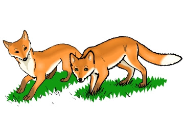 Im wald trifft er auf veronika, das vögelchen und beschnuppert es neugierig. Wald Fuchs Zum Ausmalen
