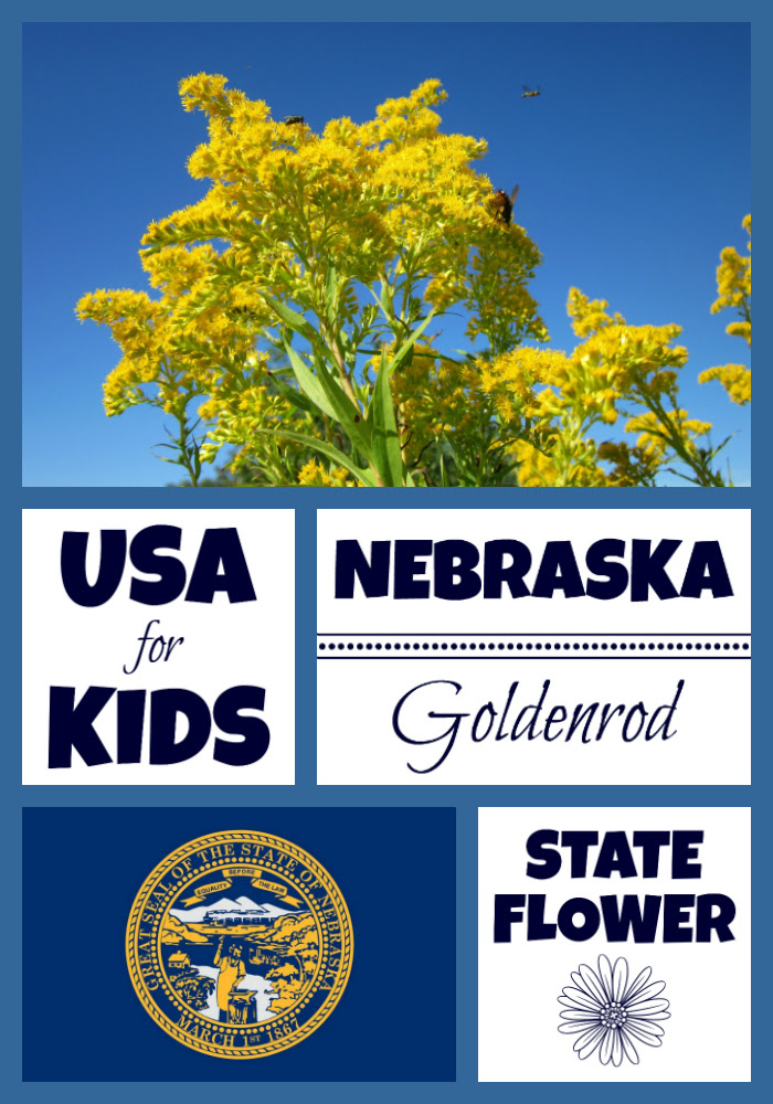 All flagnations flags are made in the u.s.a. Nebraska State Flower Goldenrod By Usa Facts For Kids