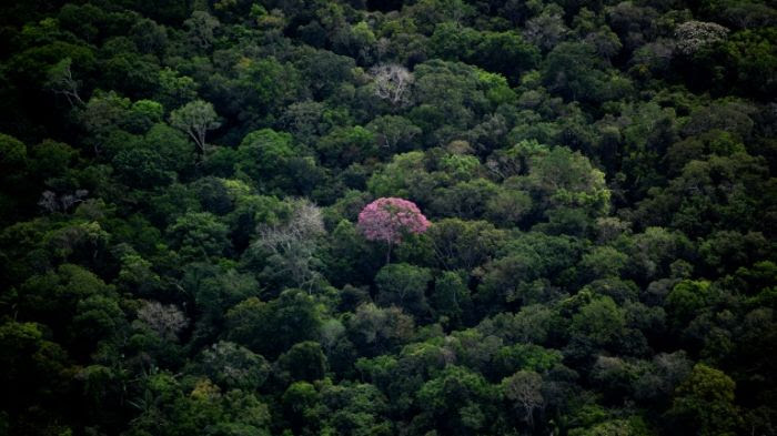 Vue aérienne de la forêt amazonienne dans l'Etat d'Amazonas au Brésil