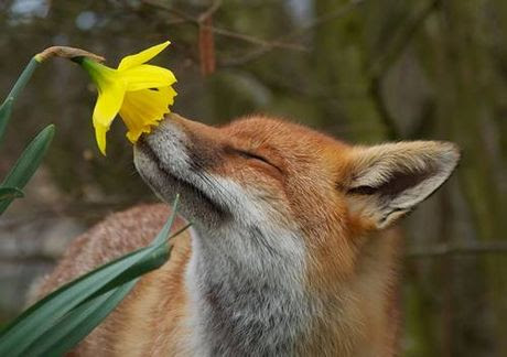 Những hình ảnh cực đáng yêu của loài vật thưởng thức hoa