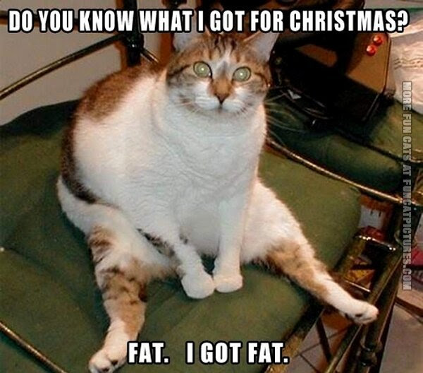 Fat Cat Memes Clean Random Images SluchaÑ˜ne Slike