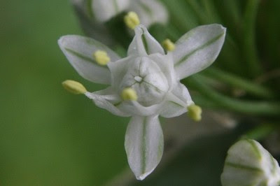 ベスト50 たまねぎ 花 最高の花の画像