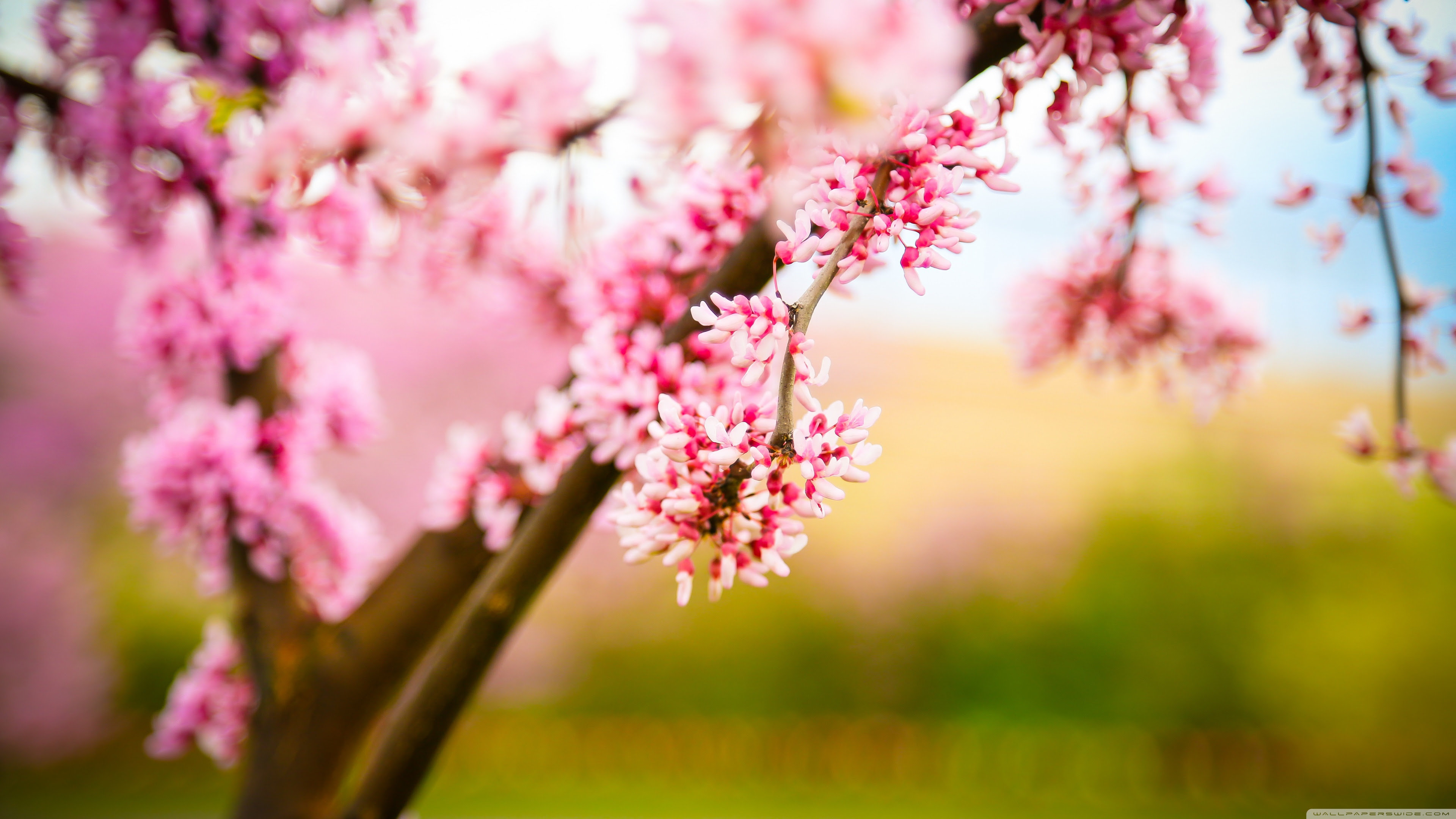 We have an extensive collection of amazing background images carefully chosen by our community. Refreshing Ultra Hd Desktop Background Wallpaper For 4k Uhd Tv Widescreen Ultrawide Desktop Laptop Tablet Smartphone