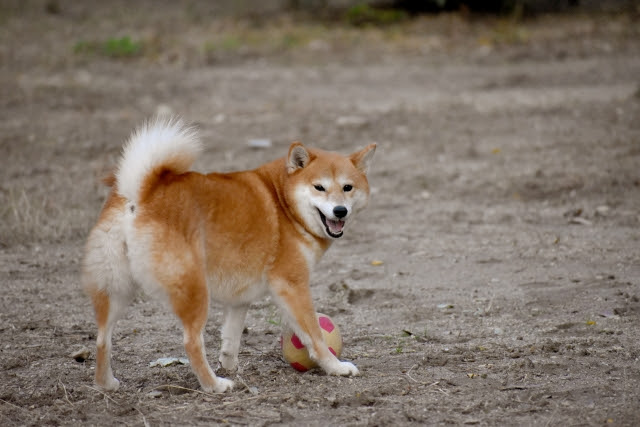 犬 ポーズ かっこいい Okepictg2jr