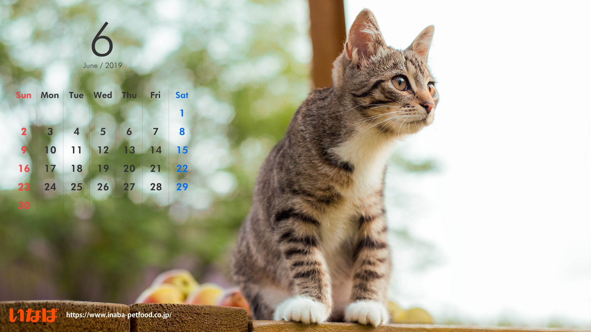 これまでで最高の壁紙 19x1080 猫 最高の花の画像