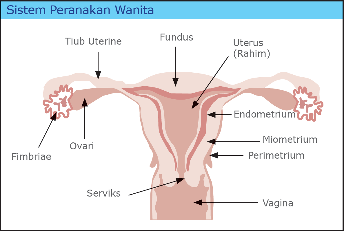 Kesuburan seorang wanita dapat dipengaruhi oleh banyak faktor. Darah Wanita Majalah Solusi Digital