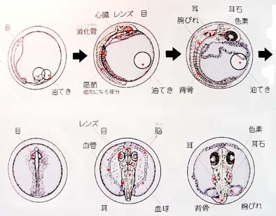 上メダカ 卵 成長 画像 最高のぬりえ