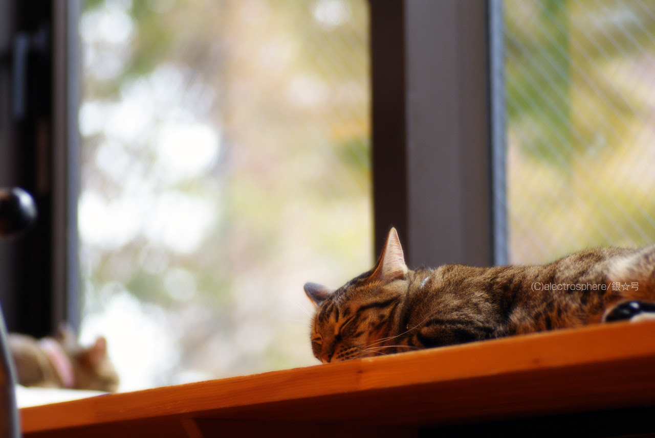 猫 壁紙 おしゃれ Pc Udin