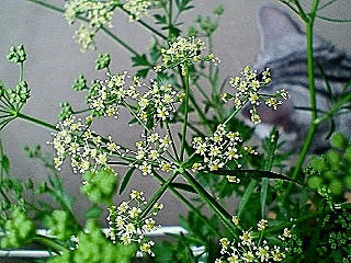 コレクション パセリ 花 パセリ 花が咲いたら終わり