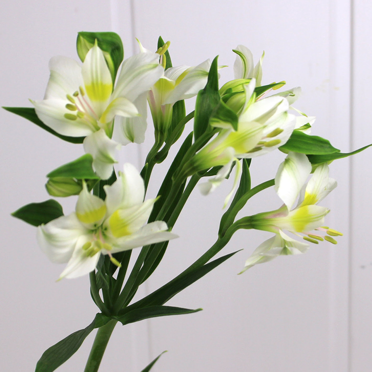 すべての花の画像 最高のアルストロメリア 白