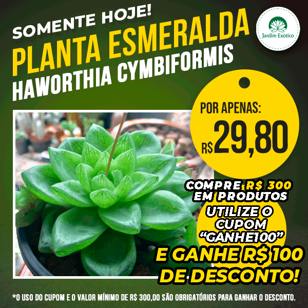 Planta Esmeralda - Haworthia Cymbiformis - Suculenta