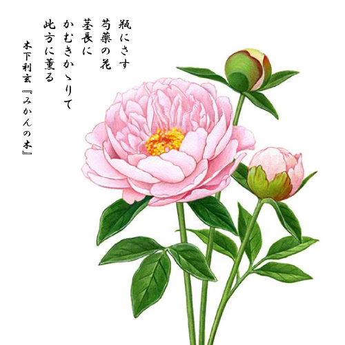 無料ダウンロード 芍薬 イラスト おしゃれ 9033 Lasjpblogimg