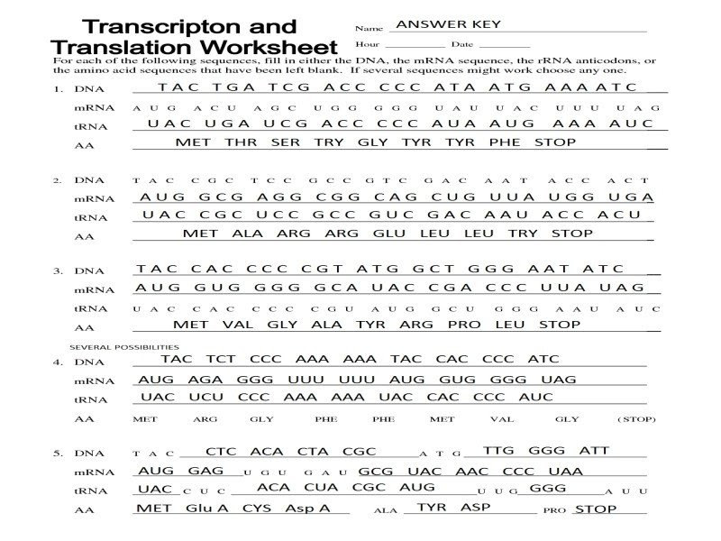 Transcription And Translation Practice Worksheet Answers Worksheet List