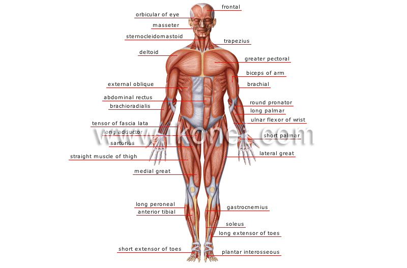 The muscles in the anterior compartment of the thigh are innervated by the femoral nerve, and as a general rule, act to extend the leg at the knee joint. Human Being Anatomy Muscles Anterior View Image Visual Dictionary