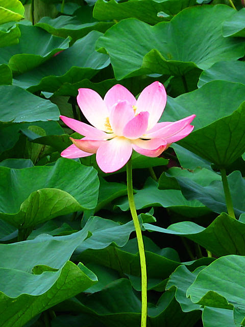 すべての花の画像 新鮮な壁紙 待ち受け 蓮 の 花